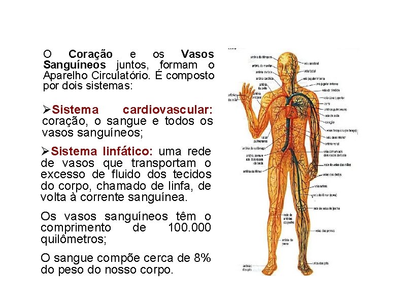 O Coração e os Vasos Sanguíneos juntos, formam o Aparelho Circulatório. É composto por