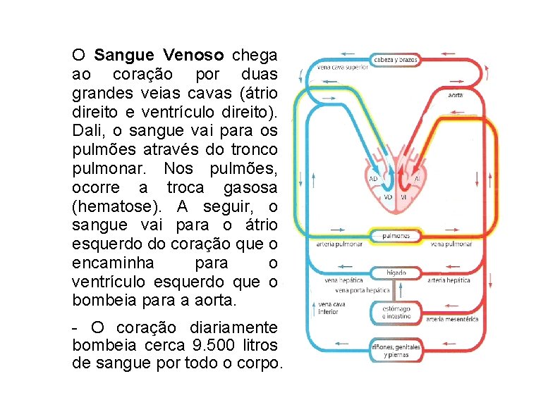 O Sangue Venoso chega ao coração por duas grandes veias cavas (átrio direito e