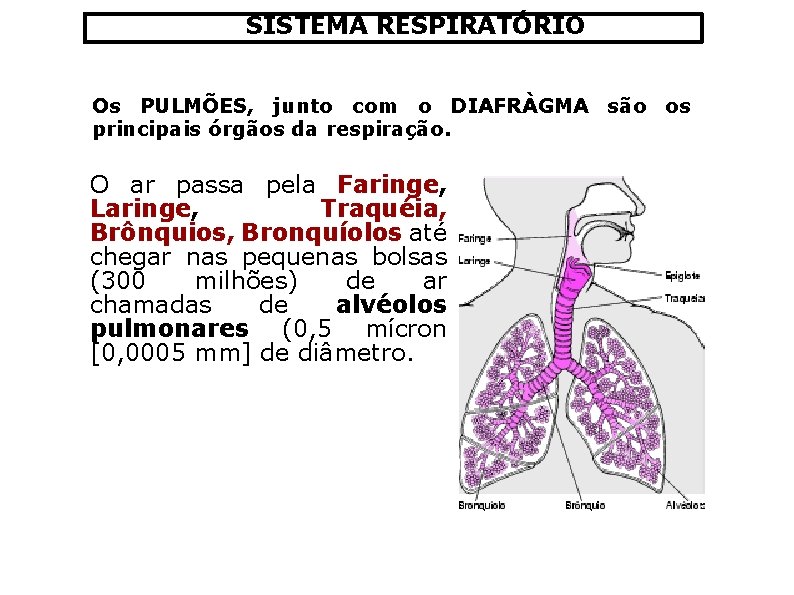 SISTEMA RESPIRATÓRIO Os PULMÕES, junto com o DIAFRÀGMA são os principais órgãos da respiração.