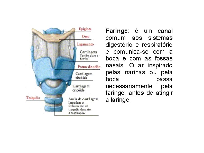 Faringe: é um canal comum aos sistemas digestório e respiratório e comunica-se com a
