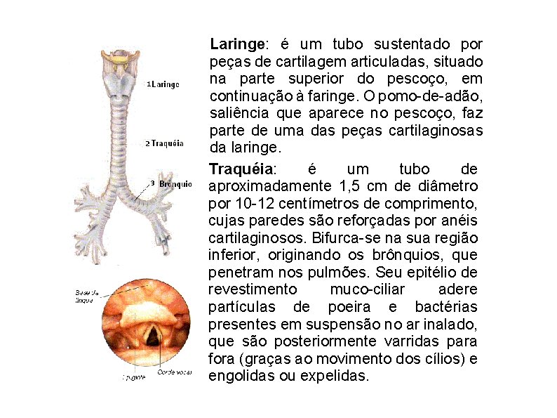 Laringe: é um tubo sustentado por peças de cartilagem articuladas, situado na parte superior