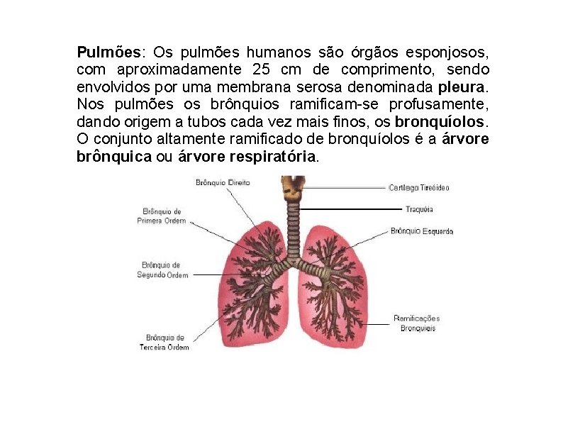 Pulmões: Os pulmões humanos são órgãos esponjosos, com aproximadamente 25 cm de comprimento, sendo
