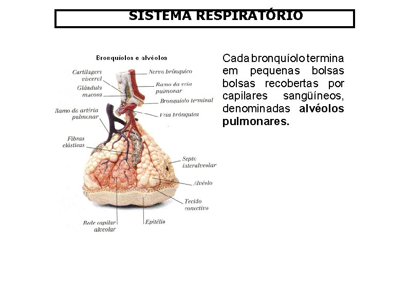 SISTEMA RESPIRATÓRIO Cada bronquíolo termina em pequenas bolsas recobertas por capilares sangüíneos, denominadas alvéolos