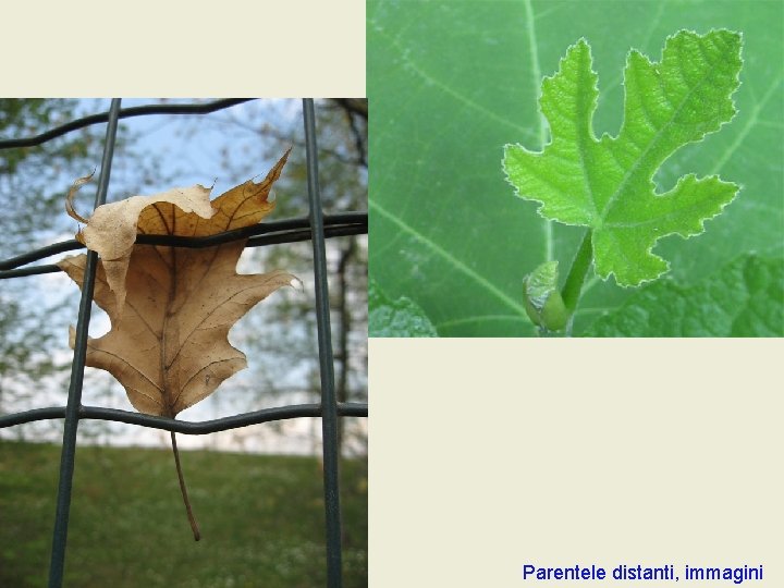 Parentele distanti, immagini Parentele distanti, immagini