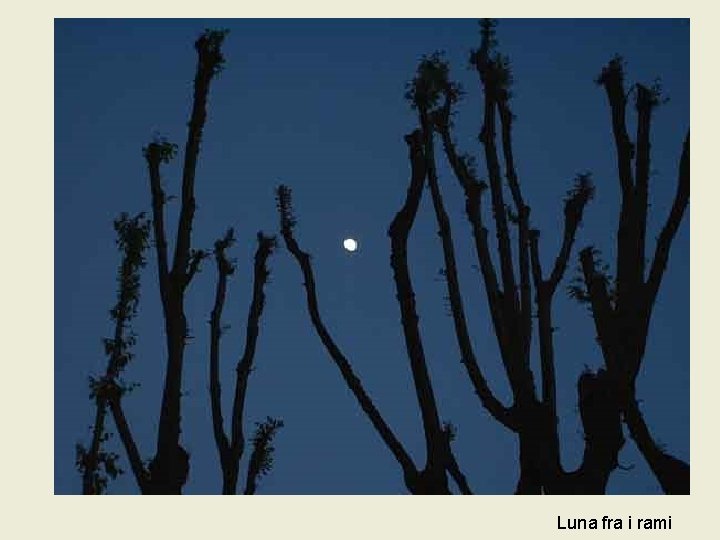 Luna fra i rami Luna fra i rami