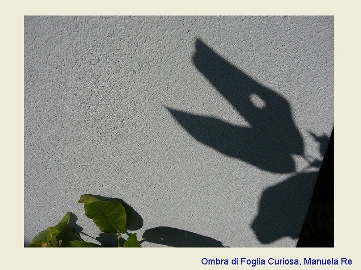 Ombra di Foglia Curiosa, Manuela Re Ombra di Foglia Curiosa, Manuela Re