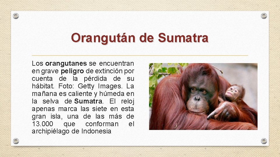 Orangután de Sumatra Los orangutanes se encuentran en grave peligro de extinción por cuenta