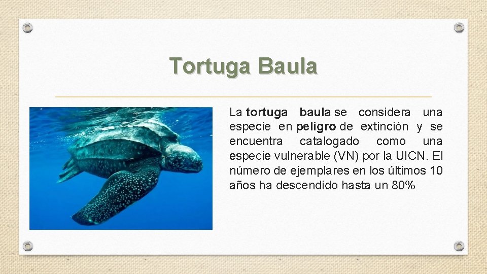 Tortuga Baula La tortuga baula se considera una especie en peligro de extinción y