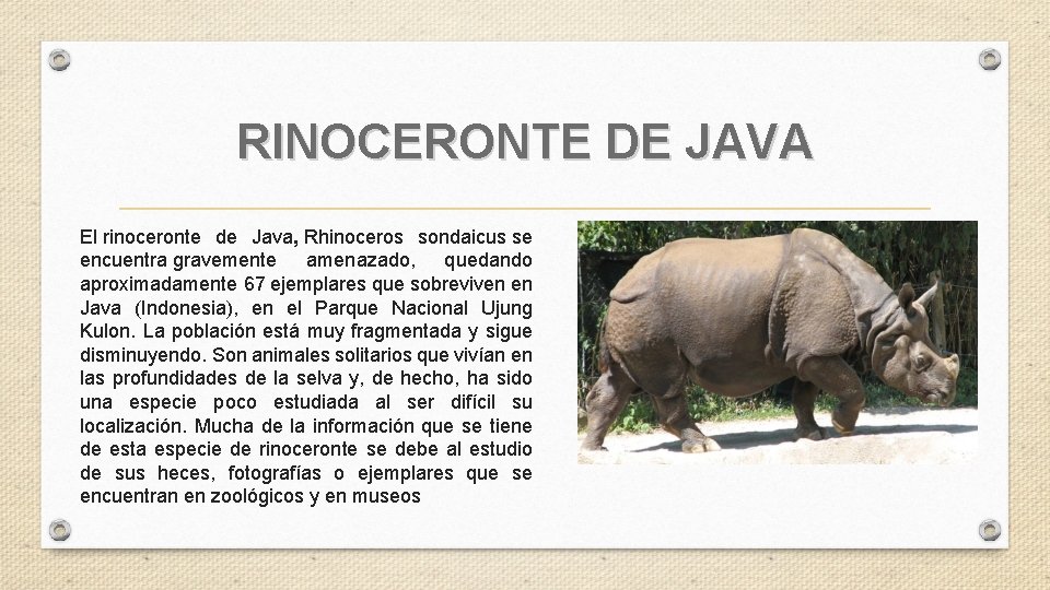 RINOCERONTE DE JAVA El rinoceronte de Java, Rhinoceros sondaicus se encuentra gravemente amenazado, quedando