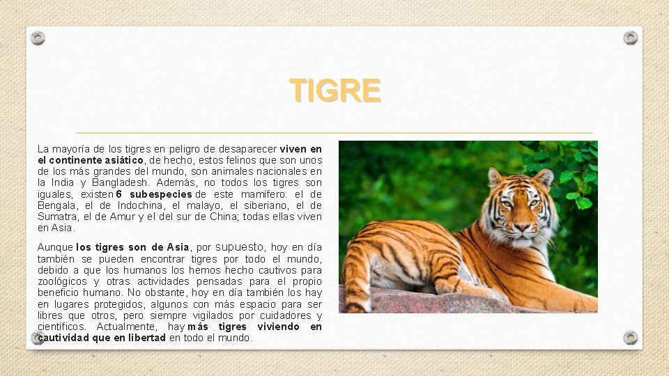 TIGRE La mayoría de los tigres en peligro de desaparecer viven en el continente