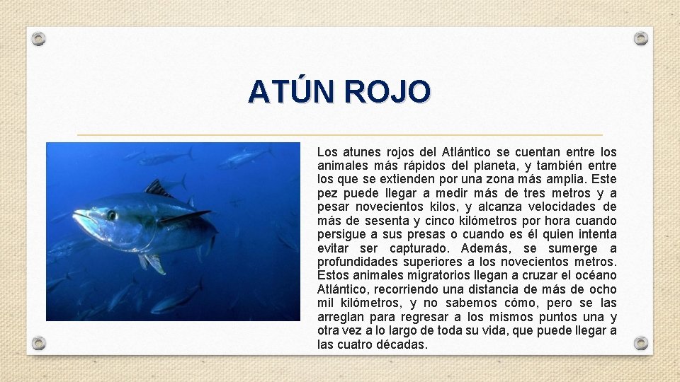 ATÚN ROJO Los atunes rojos del Atlántico se cuentan entre los animales más rápidos