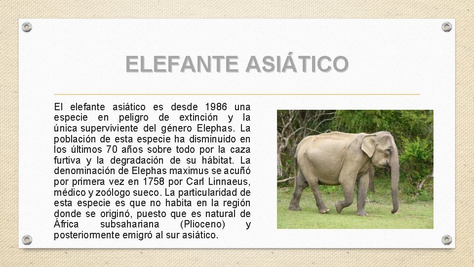 ELEFANTE ASIÁTICO El elefante asiático es desde 1986 una especie en peligro de extinción