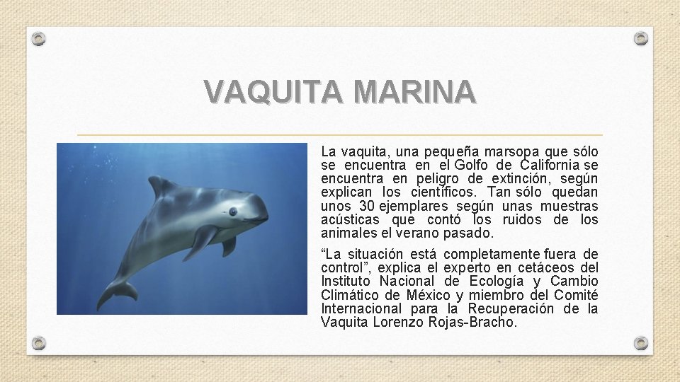 VAQUITA MARINA La vaquita, una pequeña marsopa que sólo se encuentra en el Golfo