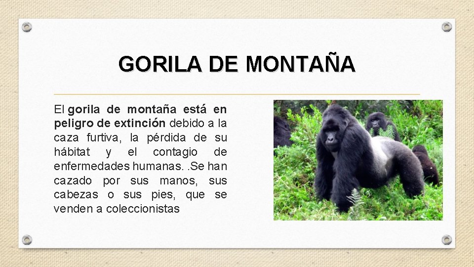 GORILA DE MONTAÑA El gorila de montaña está en peligro de extinción debido a