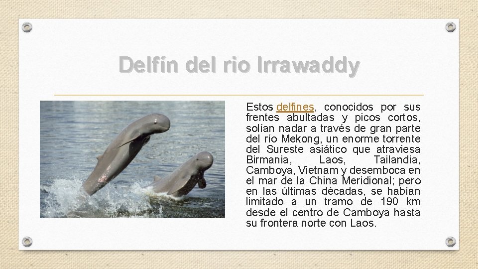 Delfín del rio Irrawaddy Estos delfines, conocidos por sus frentes abultadas y picos cortos,