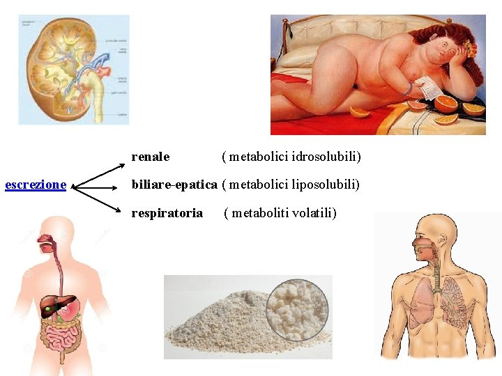 renale escrezione ( metabolici idrosolubili) biliare-epatica ( metabolici liposolubili) respiratoria ( metaboliti volatili) 