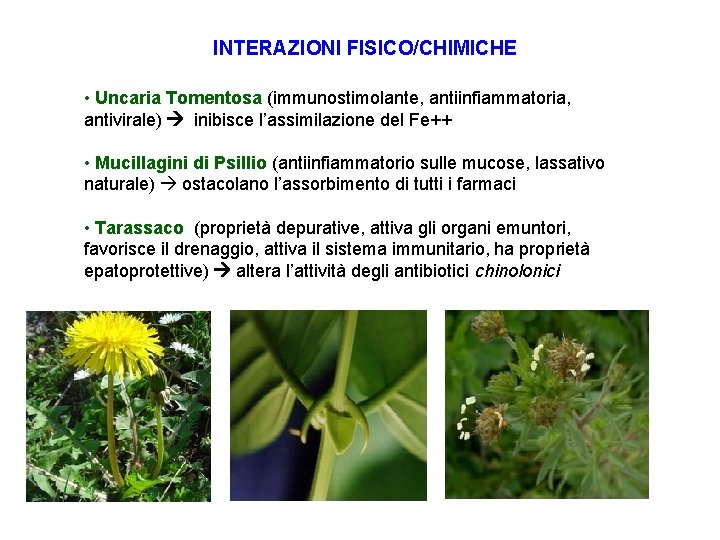 INTERAZIONI FISICO/CHIMICHE • Uncaria Tomentosa (immunostimolante, antiinfiammatoria, antivirale) inibisce l’assimilazione del Fe++ • Mucillagini