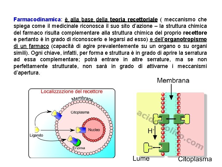 Farmacodinamica: è alla base della teoria recettoriale ( meccanismo che spiega come il medicinale