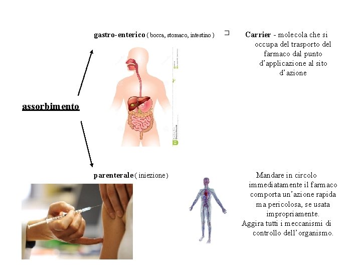 gastro-enterico ( bocca, stomaco, intestino ) � Carrier - molecola che si occupa del