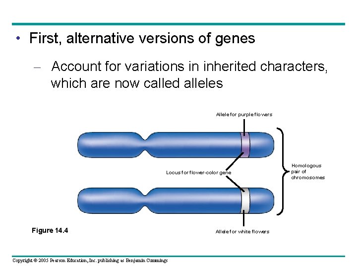  • First, alternative versions of genes – Account for variations in inherited characters,