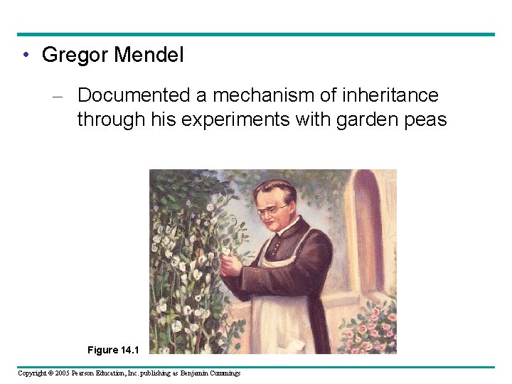  • Gregor Mendel – Documented a mechanism of inheritance through his experiments with