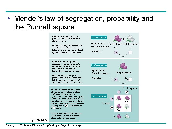  • Mendel’s law of segregation, probability and the Punnett square Each true-breeding plant