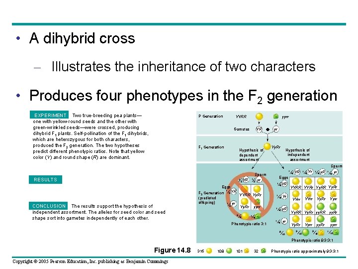  • A dihybrid cross – Illustrates the inheritance of two characters • Produces