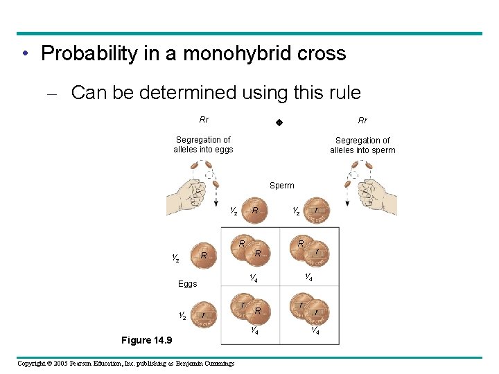  • Probability in a monohybrid cross – Can be determined using this rule