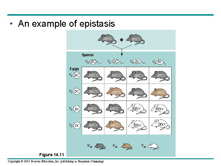  • An example of epistasis Bb. Cc Sperm 1⁄ BC 4 1⁄ 4