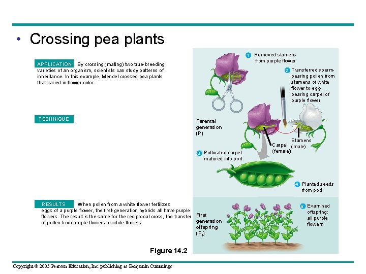  • Crossing pea plants 1 APPLICATION By crossing (mating) two true-breeding varieties of