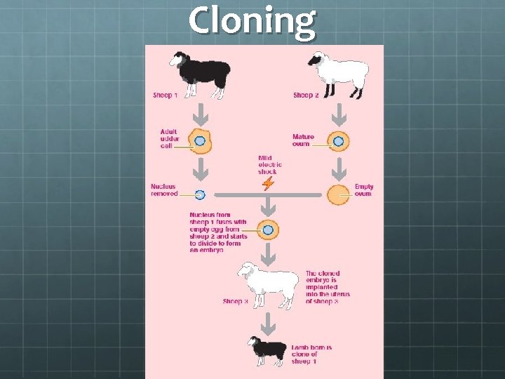 Cloning Cloning