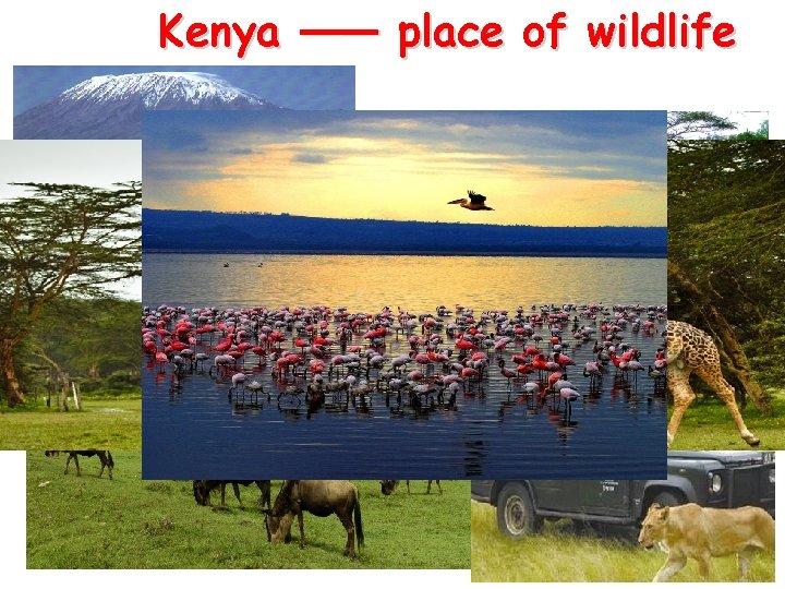 Kenya —— place of wildlife Kenya —— place of wildlife