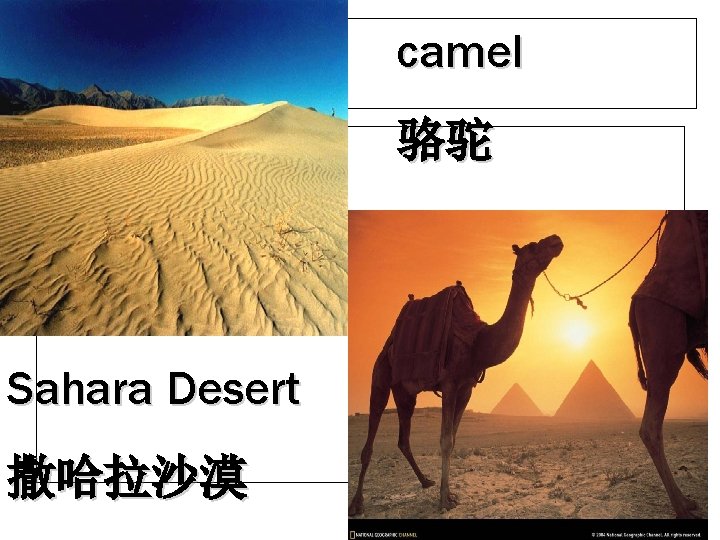 camel 骆驼 Sahara Desert 撒哈拉沙漠 camel 骆驼 Sahara Desert 撒哈拉沙漠