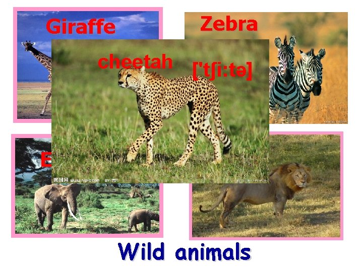 Zebra Giraffe cheetah ['tʃi: tə] Elephant Lion Wild animals 
