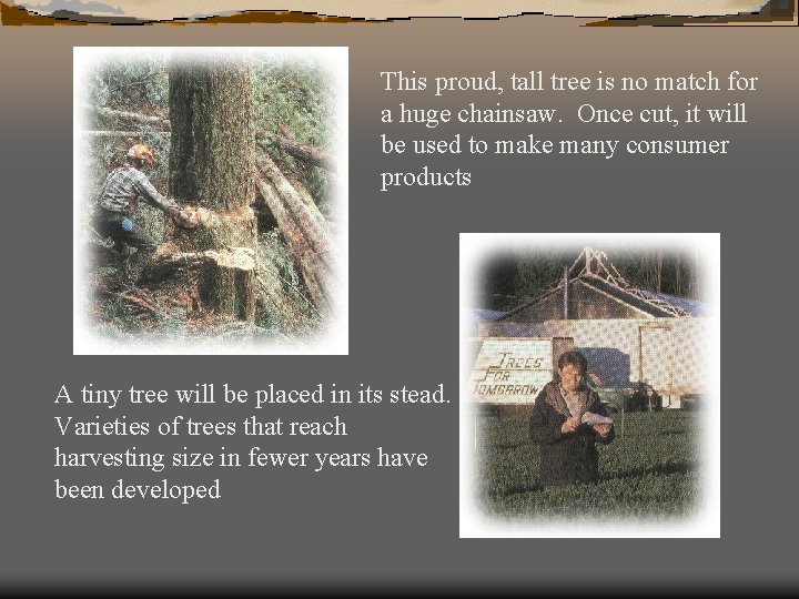 This proud, tall tree is no match for a huge chainsaw. Once cut, it