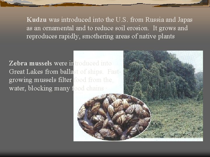 Kudzu was introduced into the U. S. from Russia and Japas as an ornamental