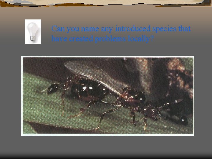 Can you name any introduced species that have created problems locally? 