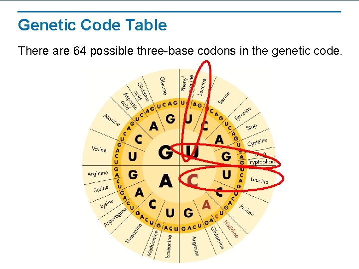 14 2 Ribosomes and Protein Synthesis Learning Objectives