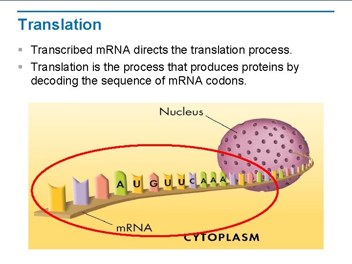 Translation Explained 14 2 Ribosomes and Protein Synthesis Learning Objectives