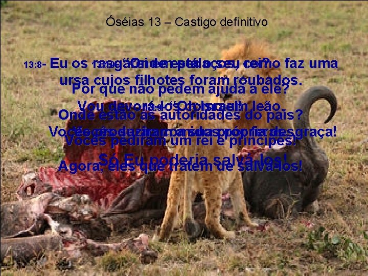 Óséias 13 – Castigo definitivo 13: 8 - Eu os 13: 10 rasgarei -