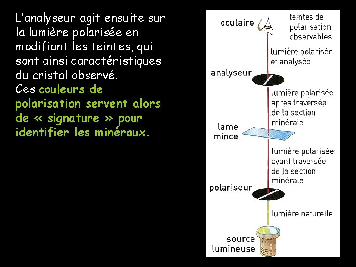 L’analyseur agit ensuite sur la lumière polarisée en modifiant les teintes, qui sont ainsi