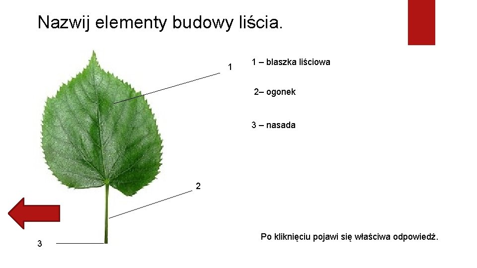 Nazwij elementy budowy liścia. 1 1 – blaszka liściowa 2– ogonek 3 – nasada