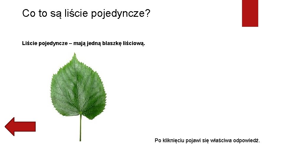 Co to są liście pojedyncze? Liście pojedyncze – mają jedną blaszkę liściową. Po kliknięciu