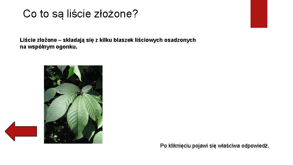 Co to są liście złożone? Liście złożone – składają się z kilku blaszek liściowych