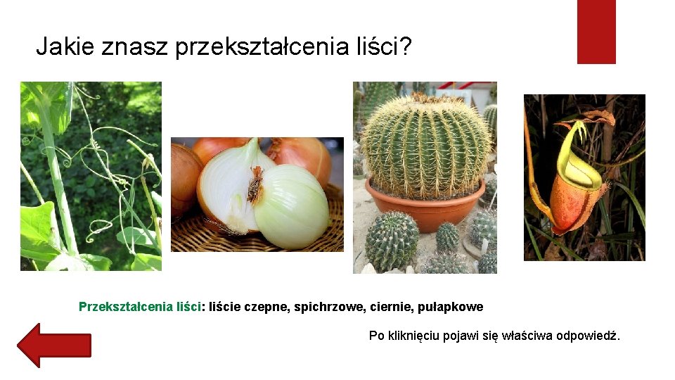 Jakie znasz przekształcenia liści? Przekształcenia liści: liście czepne, spichrzowe, ciernie, pułapkowe Po kliknięciu pojawi