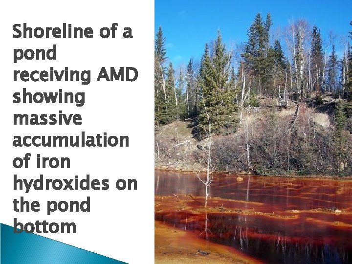 Shoreline of a pond receiving AMD showing massive accumulation of iron hydroxides on the