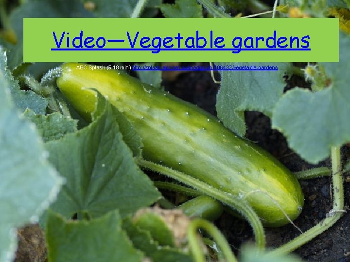 Video—Vegetable gardens ABC Splash (5. 18 min) http: //splash. abc. net. au/media/-/m/106432/vegetable-gardens 