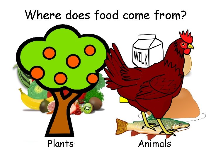 Where does food come from? Plants Animals 