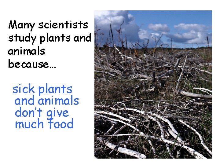 Many scientists study plants and animals because… sick plants and animals don’t give much