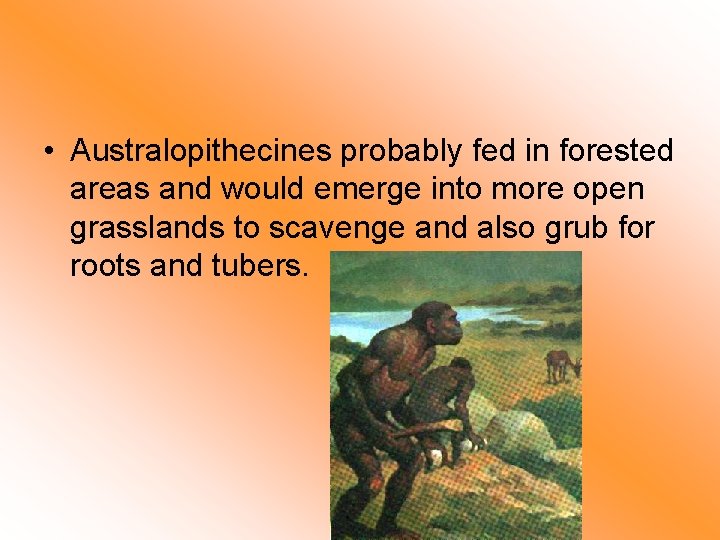  • Australopithecines probably fed in forested areas and would emerge into more open